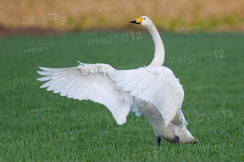 Whooper Swan (Cygnus cygnus) flapping wings, North Rhine-Westphalia, Germany