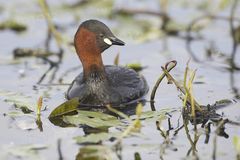 Little Grebe (Tachybaptus ruficollis), Mecklenburg-Western Pomerania, Germany