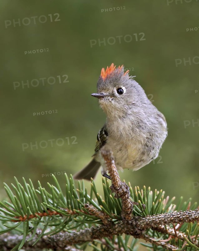 Ruby-crowned Kinglet, Regulus calendula, perched, displaying on a spruce tree in Saskatchewan