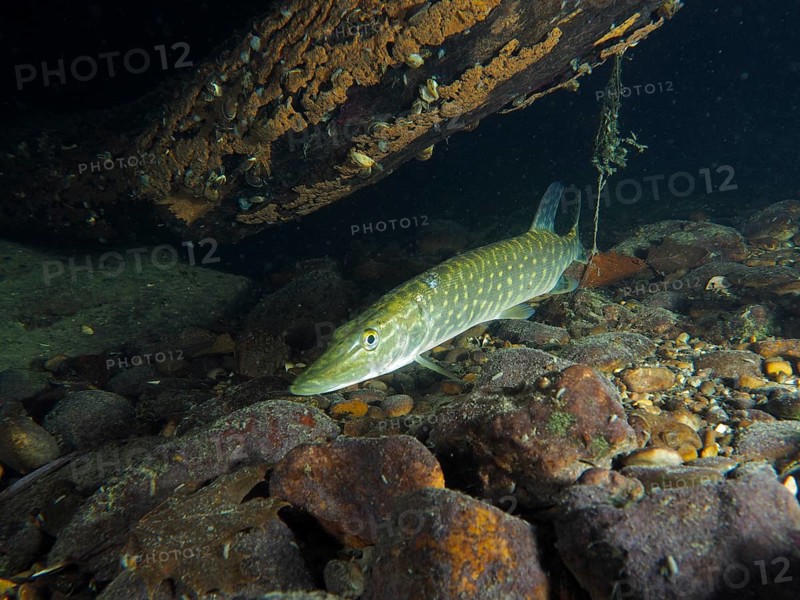 Pike (Esox lucius) at night under a sunken branch on rocky ground. Dive site Zollbrücke, Rheinau, Canton Zurich, Rhine, High Rhine, Switzerland, Germany