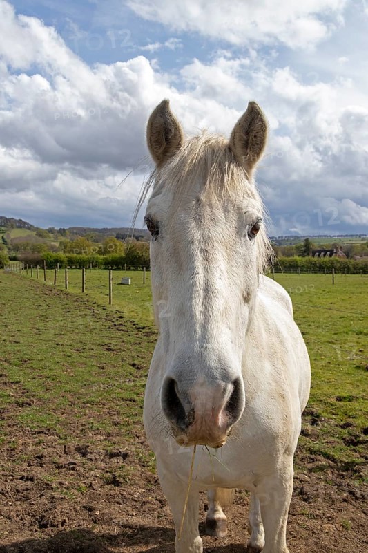 Horse looking into the camera, Stanway, Broadway, The Cotswolds, England, Great Britain