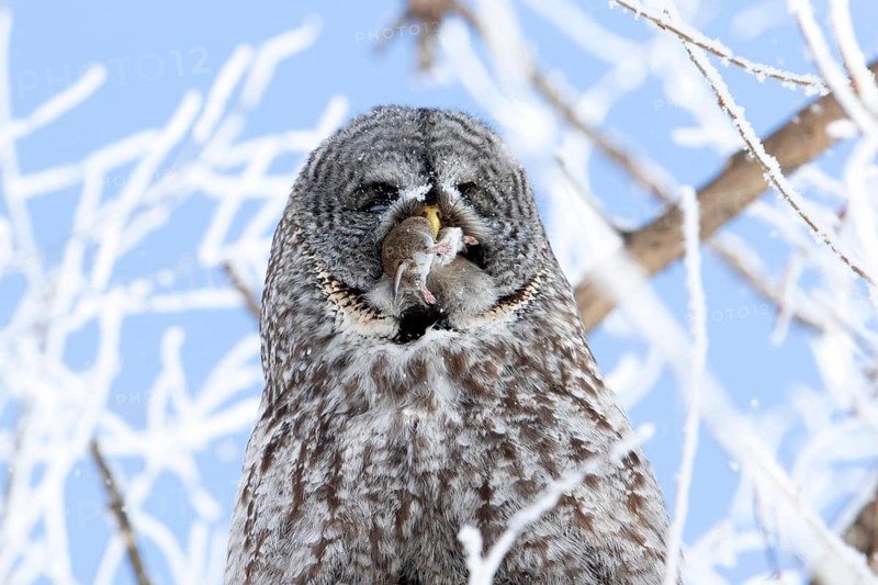 Great gray owl (strix nebulosa), Owl swallows a prey in a frost-covered forest, region of Center Quebec, Province of Quebec, Canada