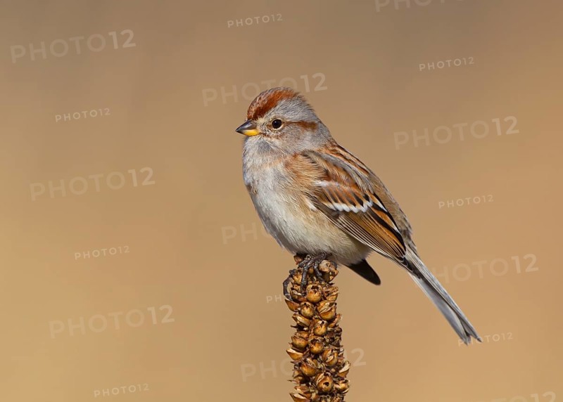 American Tree Sparrow
