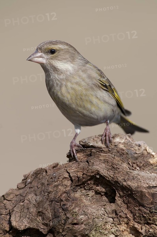 European Greenfinch (Chloris chloris), Thuringia, Germany