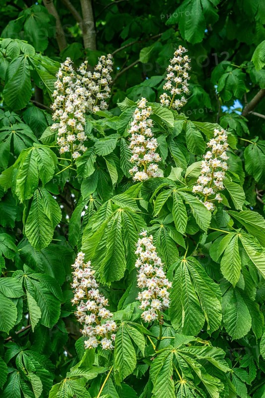 Flowers on horse-chestnut in Ystad, Skåne County, Sweden, Scandinavia