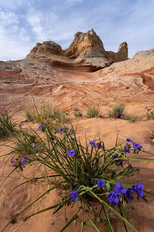This image beautifully captures desert purple flowers in the foreground with the stunning sandstone formations of Coyote Buttes in the Paria Canyon-Vermilion Cliffs Wilderness, Arizona