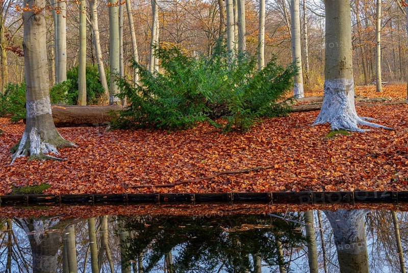 Protection against beaver damage, with whitish paint containing quartz sand, painted trees in the Berlin Tiergarten in Mitte, Berlin, Germany