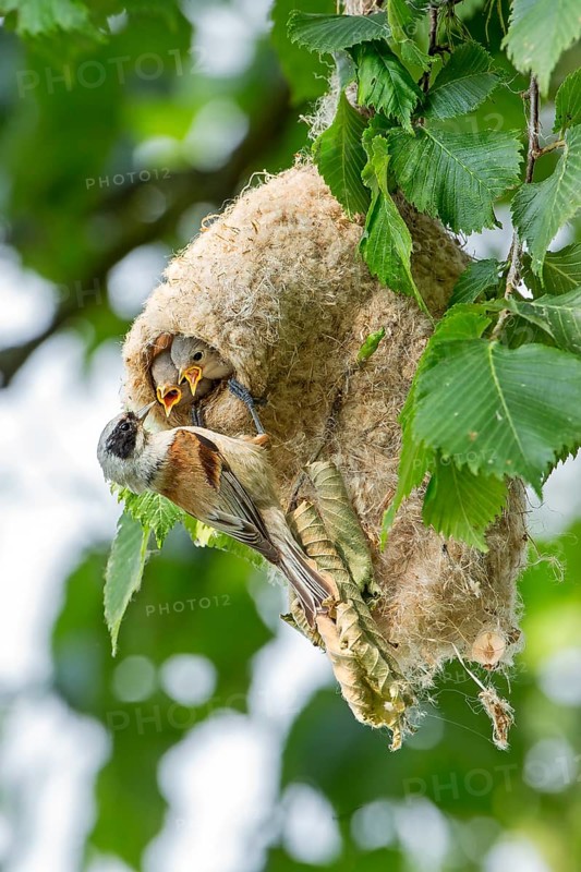 Eurasian Penduline Tit (Remiz pendulinus) female feeds chicks in nest, Saxony-Anhalt, Germany