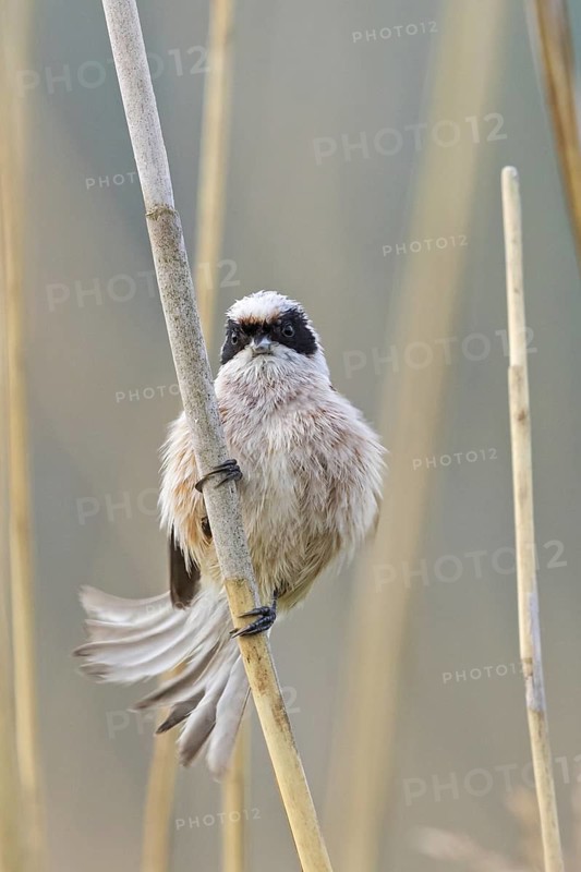 Penduline Tit, (Remiz pendulinus), animals, birds, tits, family of Penduline Tits, Eich-Gimbsheimer Altrhein, district of Worms, Rhineland-Palatinate, Federal Republic of Germany