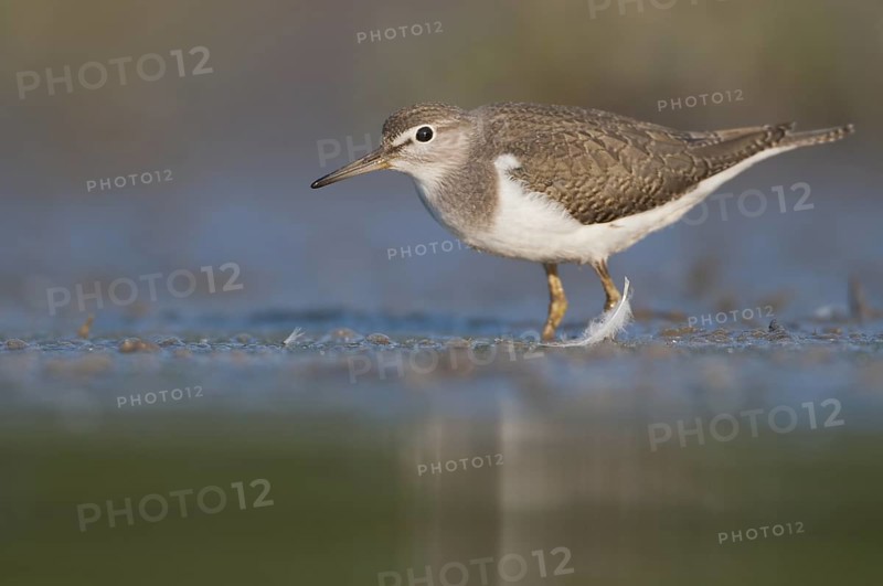 Common Sandpiper (Actitis hypoleucos), Thuringia, Germany