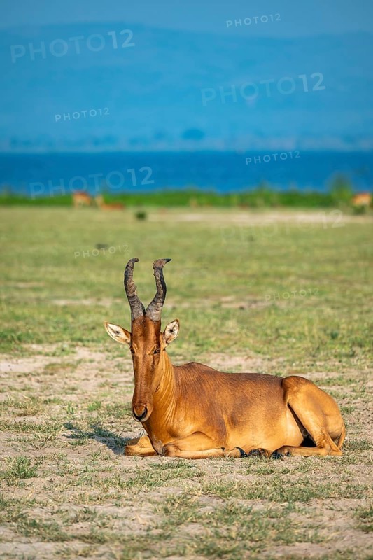Lelwel hartebeest (Alcelaphus lelwel) sitting, Murchison Falls National Park, Uganda