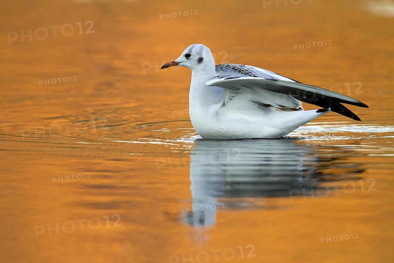 Black-headed Gull (Chroicocephalus ridibundus), Madrid, Spain