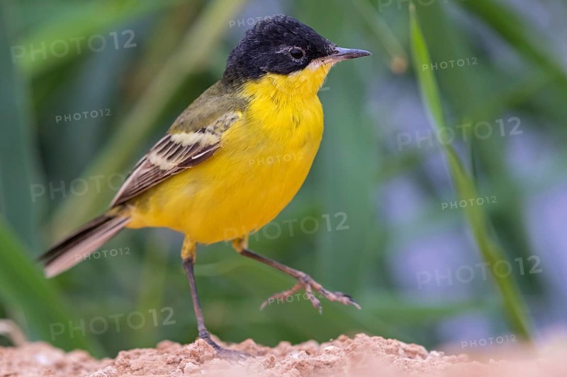 Yellow wagtail, (Motacilla flava feldegg), Motacilla feldegg, Animals, Birds, Middle East, Israel