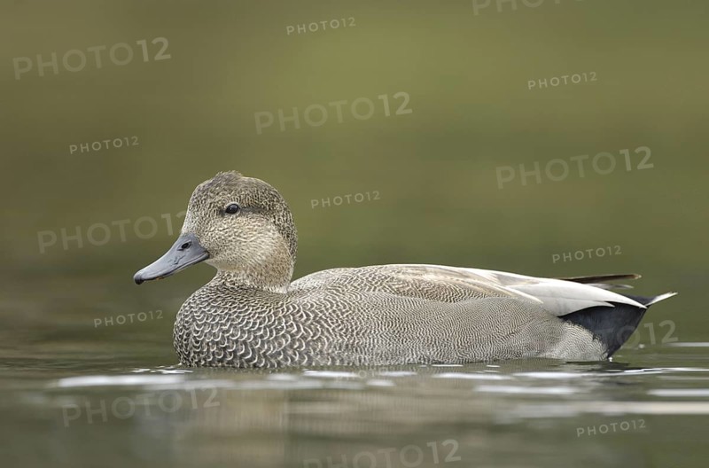 Gadwall (Mareca strepera) male, Texas, USA