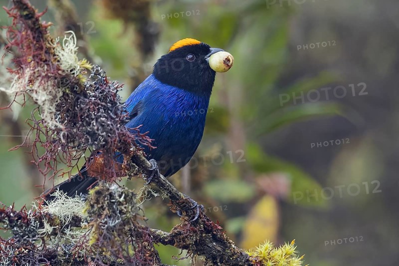 Golden-crowned Tanager (Iridosornis rufivertex) perched on a branch in the Andes Mountains in Ecuador