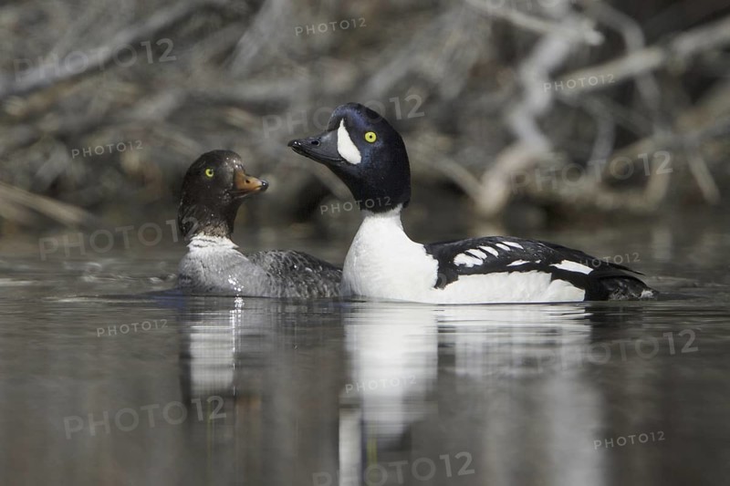 Barrow's Goldeneye (Bucephala islandica), British Columbia, Canada