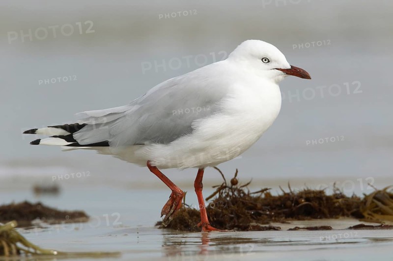 Silver Gull (Chroicocephalus novaehollandiae) foraging, Victoria, Australia