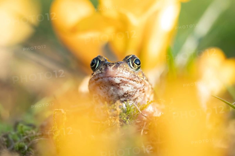 Common frog (Rana temporaria) adult amphibian amongst garden yellow crocus flowers in spring, England, United Kingdom