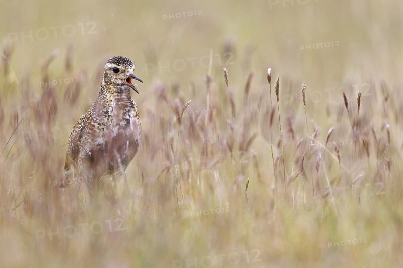 European Golden Plover (Pluvialis apricaria) calling, Iceland