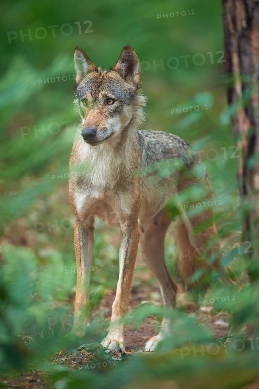 European gray wolf (Canis lupus), female standing in the forest, Germany