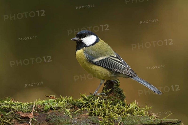 Great Tit (Parus major), Utrecht, Netherlands