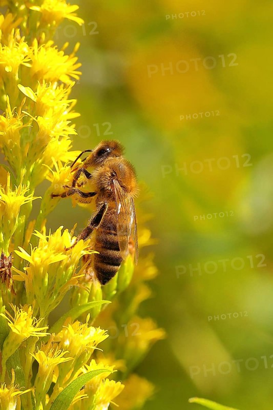 European honey bee (Apis mellifera), collecting nectar from a goldenrod (Solidago) flower, Wilnsdorf, North Rhine-Westphalia, Germany