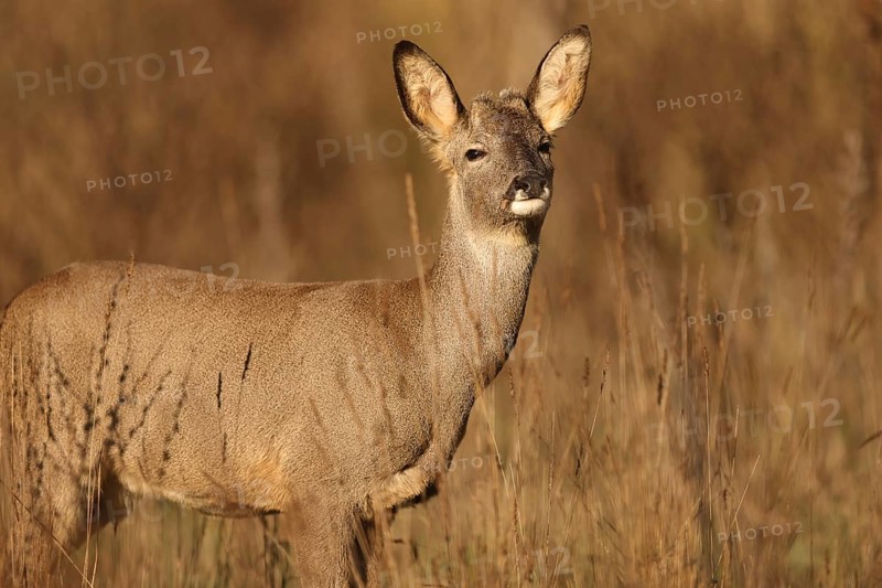 A roe deer stands gracefully in a sunlit meadow, surrounded by tall grasses. The scene captures the essence of wildlife in a natural habitat, exuding peace and beauty