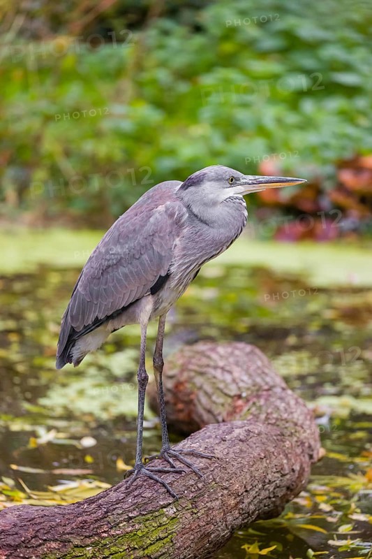 A Grey Heron, Ardea cinerea, stands on a log lying in a pond. Fresh green vegetation is in the background