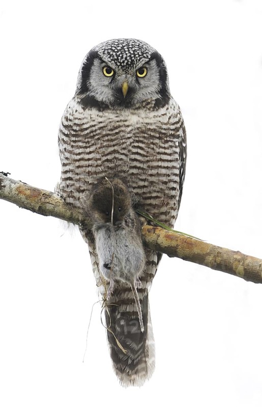 Northern Hawk-Owl (Surnia ulula), British Columbia, Canada