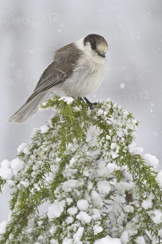 Grey Jay (Perisoreus canadensis), British Columbia, Canada