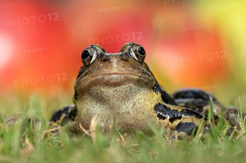 Common frog (Rana temporaria) adult amphibian on a garden grass lawn in summer, Suffolk, England, United KIngdom