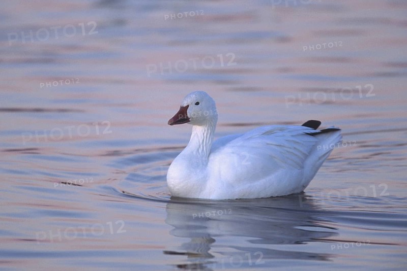 Snow Goose (Anser caerulescens), New Mexico, USA