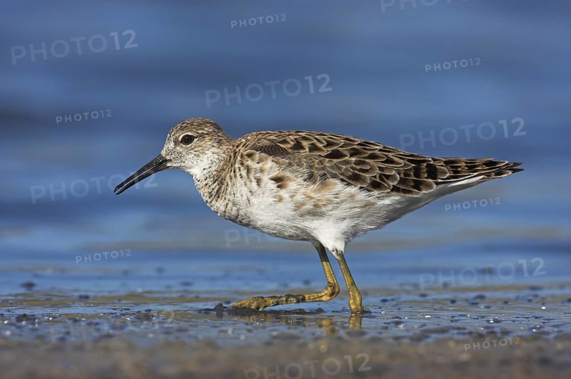 Ruff (Calidris pugnax), Lesvos, Greece