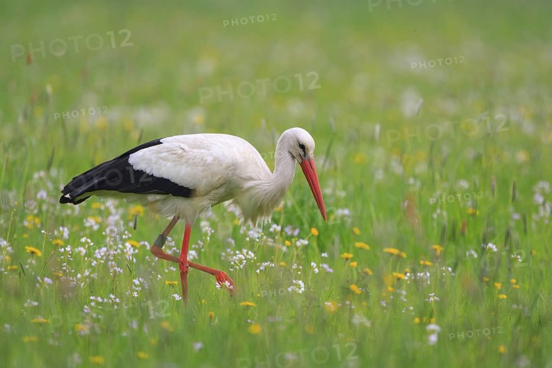 White Stork (Ciconia ciconia) foraging, North Rhine-Westphalia, Germany