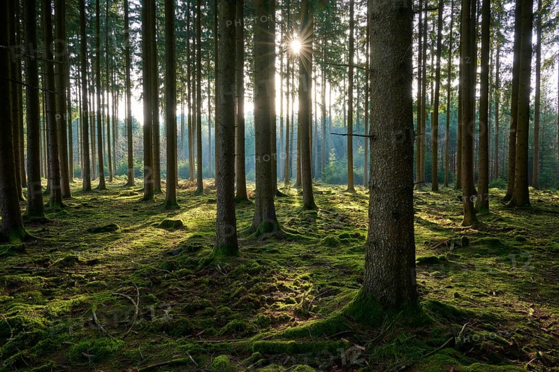 Sun rays fall through the towering trees and gently illuminate the forest floor, Mudau, Odenwald, Baden-Württemberg, Germany