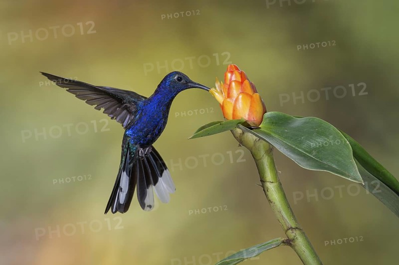 Violet Sabrewing (Campylopterus hemileucurus), Costa Rica