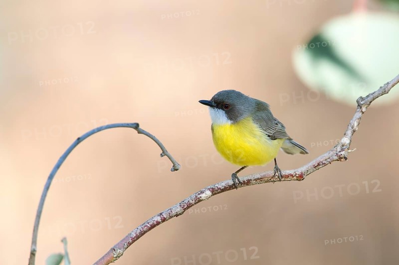 White-throated Gerygone (Gerygone olivacea), Victoria, Australia