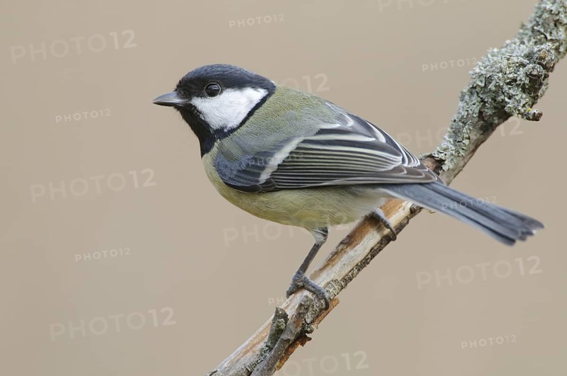 Great Tit (Parus major), Thuringia, Germany