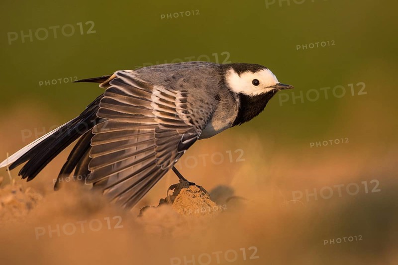 White Wagtail (Motacilla alba) male, Baden-Wuerttemberg, Germany