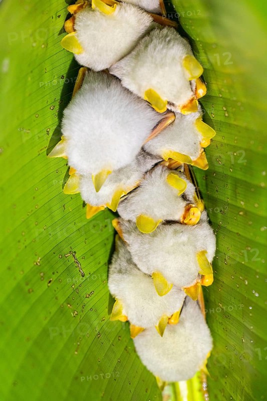 Yellow-eared bat (Ectophylla alba) sleeping under a leaf, bats (Microchiroptera), Alajuela, Costa Rica