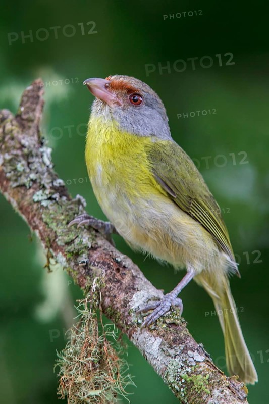 Rufous-browed Peppershrike (Cyclarhis gujanensis) perched on a branch in the Atlantic rainforest of southeast Brazil