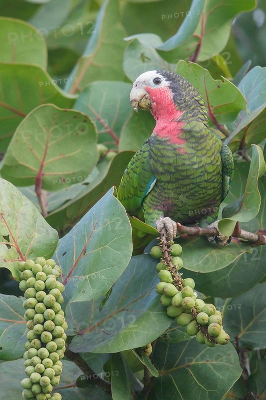 Cuban Parrot (Amazona leucocephala) perched on a branch in Cuba