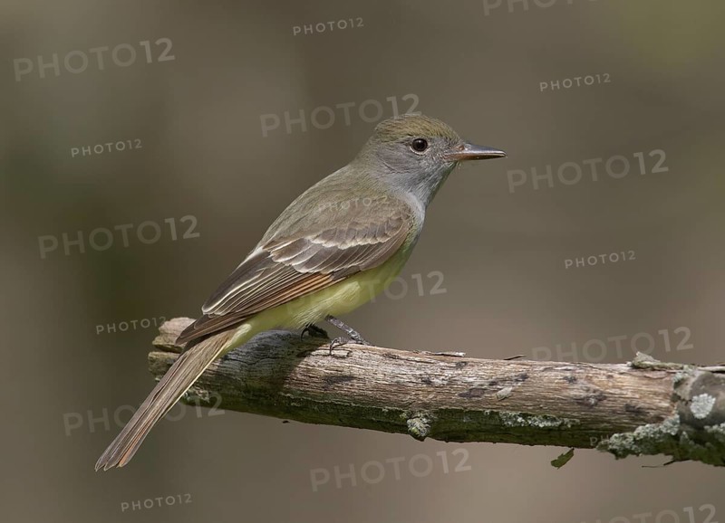 Great Crested Flycatcher (Myiarchus crinitus), Ohio, USA