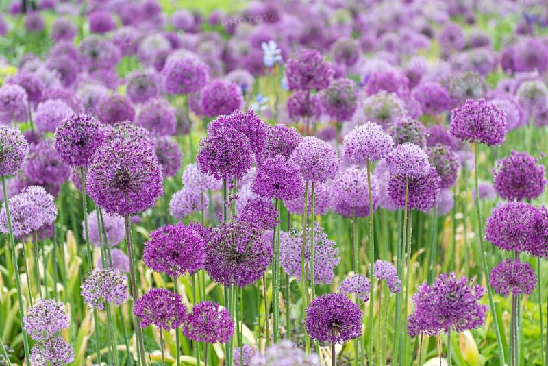 Globe leek (Allium aflatunense 'Purple Sensation'),  Great Britain