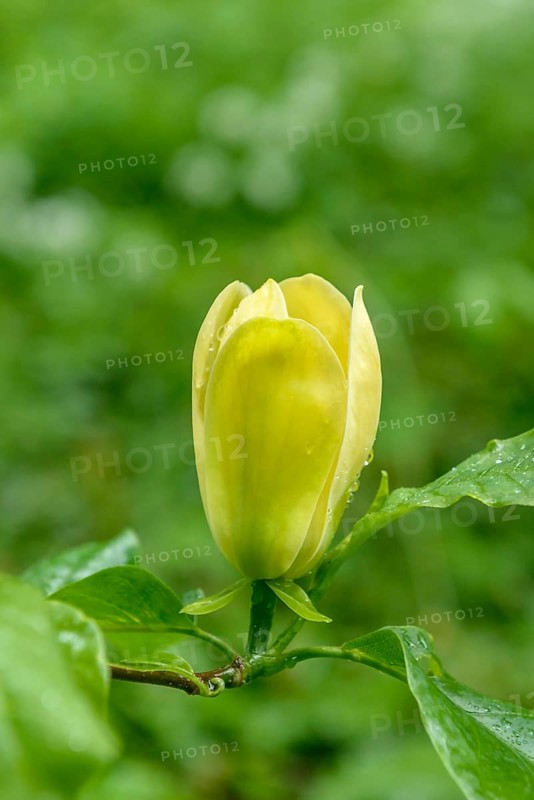Magnolia × brooklynensis 'Yellow Bird', palace gardens, Markleeberg, Saxony, Germany