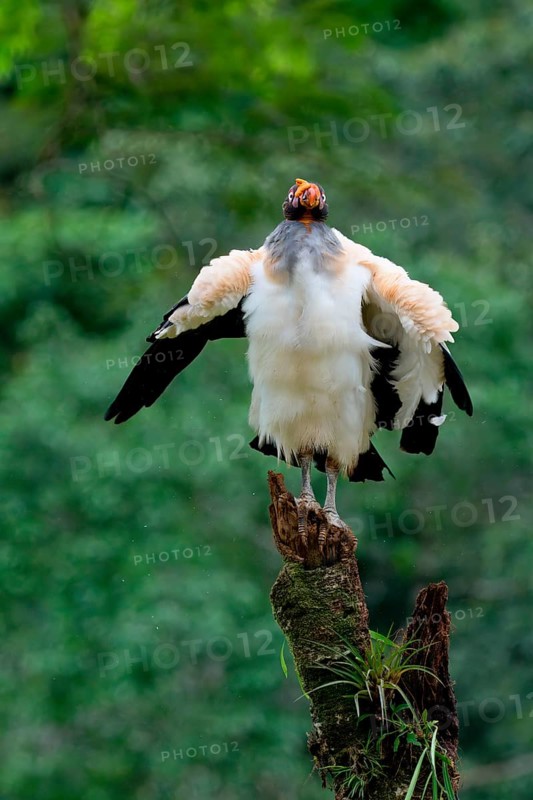 King vulture (Sarcoramphus papa) perched on a tree trunk, Costa Rica