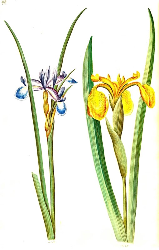 Grass iris, also grass-leaved flag (Iris graminea), grass iris and yellow flag (Iris pseudacorus), Historic, digitally enhanced reproduction of an original from the period