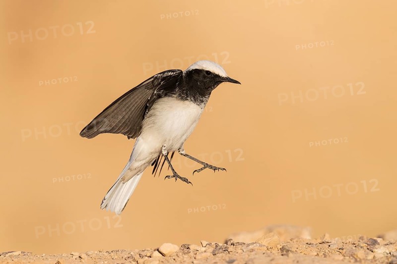 Hooded Wheatear (Oenanthe monacha) landing, Eilat, Israel