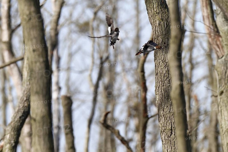 Common Goldeneye (Bucephala clangula), Mecklenburg-Western Pomerania, Germany