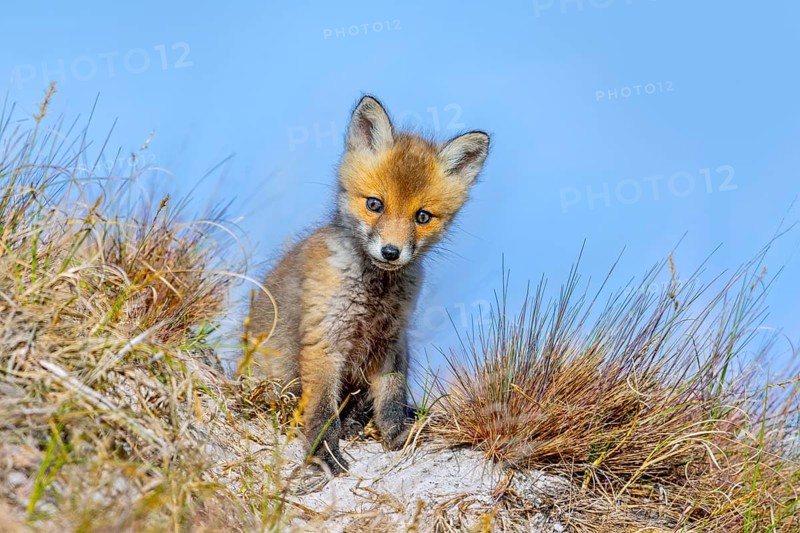 Young red fox (Vulpes vulpes) kit / cub near burrow / den in the sand dunes along the coast in spring